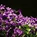 71/365 - These violet delights have violet ends... by wag864