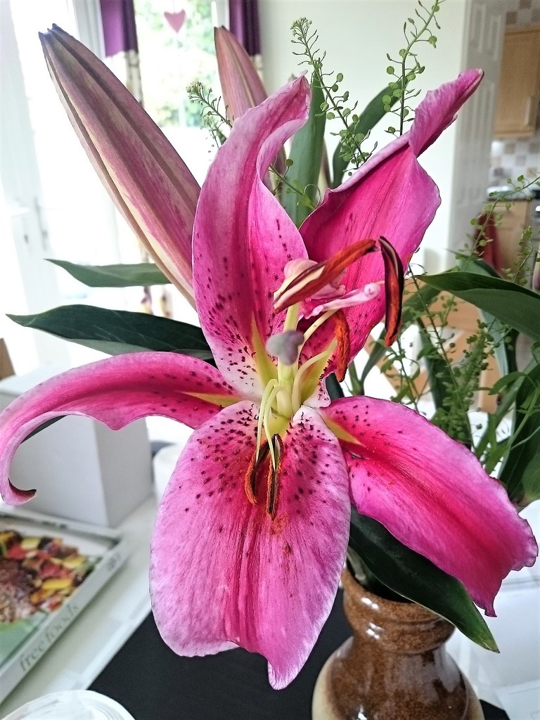 Lilly in bloom by bigmxx