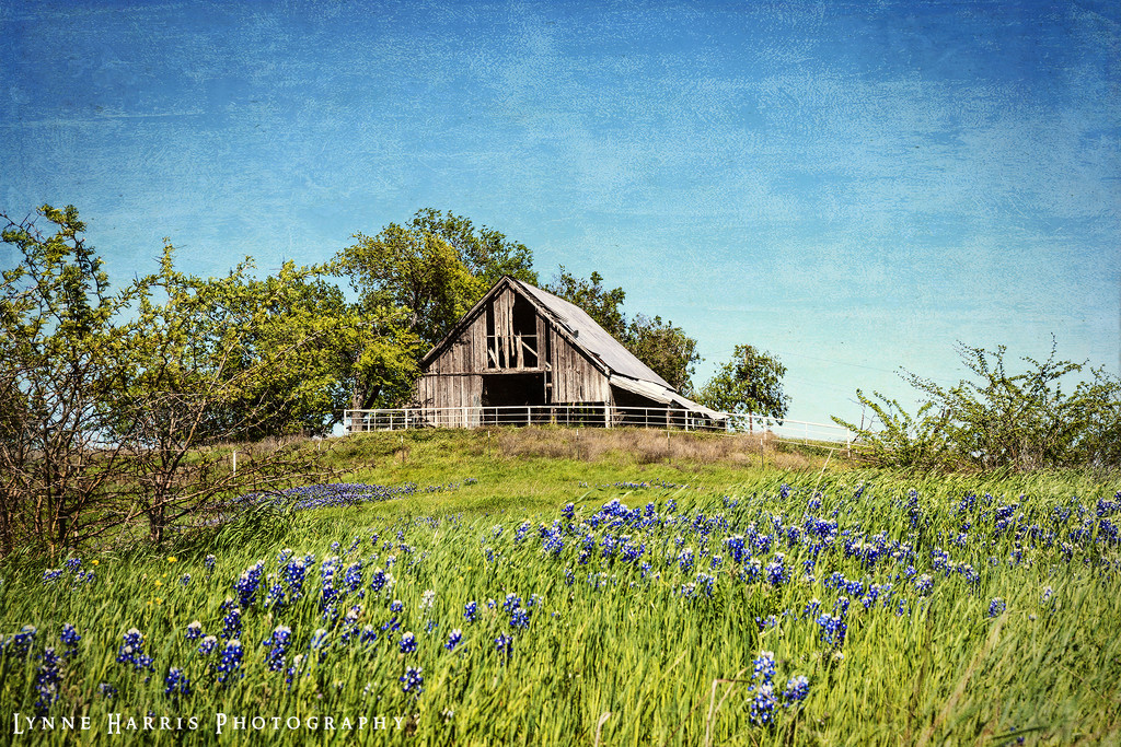 Bluebonnets Revisited by lynne5477