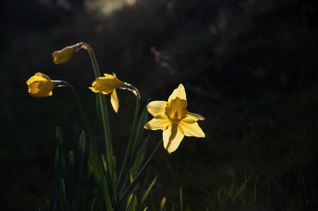 A glimpse of the daffodil fairy by overalvandaan