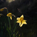 A glimpse of the daffodil fairy by overalvandaan