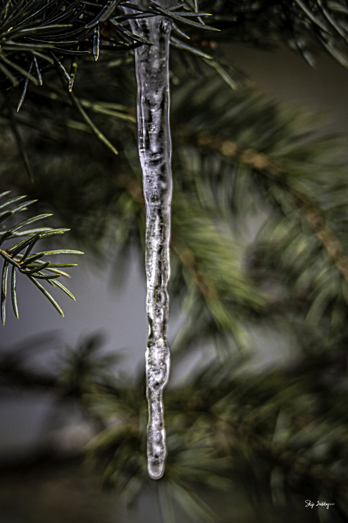 Pine Tree Shot #12 - Icicle Ornament by skipt07