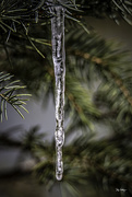 12th Mar 2017 - Pine Tree Shot #12 - Icicle Ornament