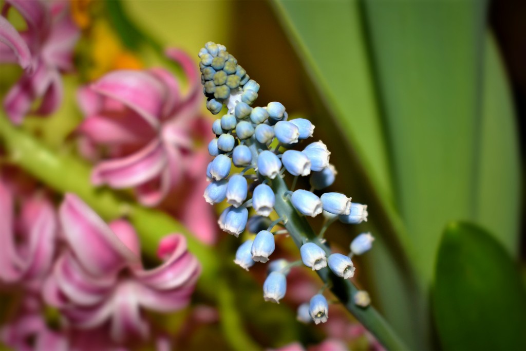 spring flowers by caitnessa