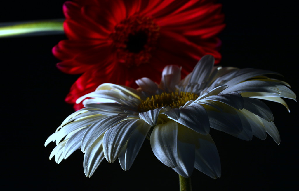 Red & White by jayberg