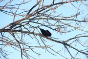 4th Mar 2017 - First Red-Wing Blackbird of the Season