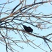 First Red-Wing Blackbird of the Season by bjchipman