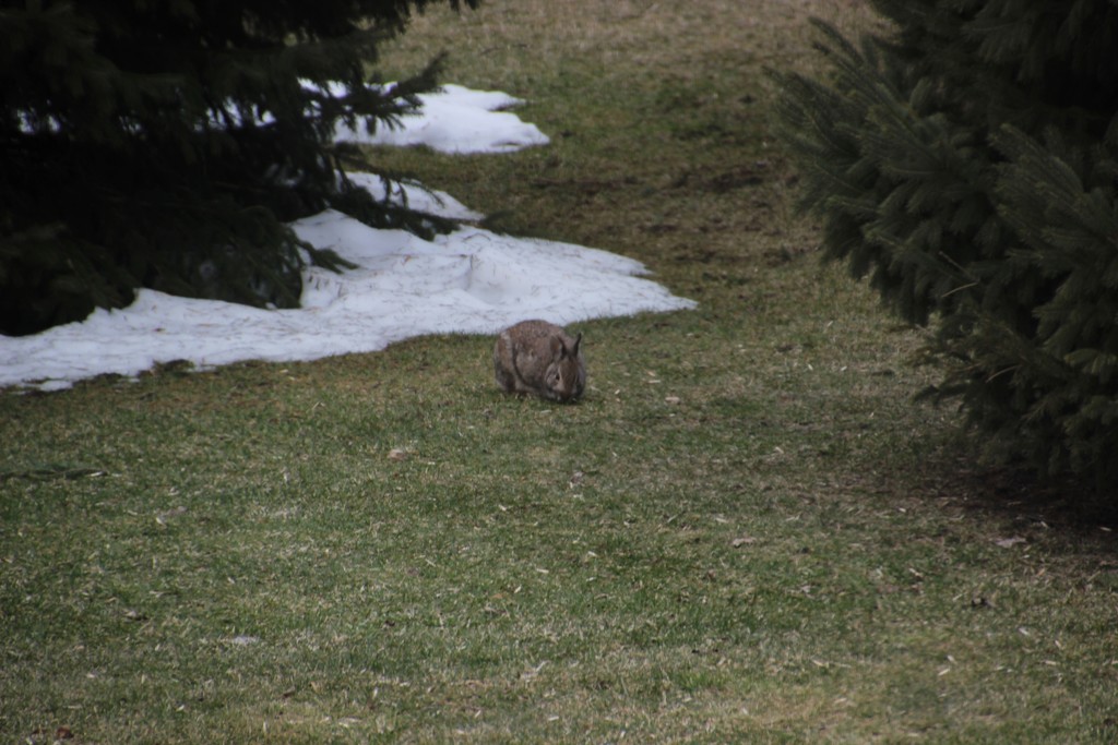 Busy Bunny by bjchipman