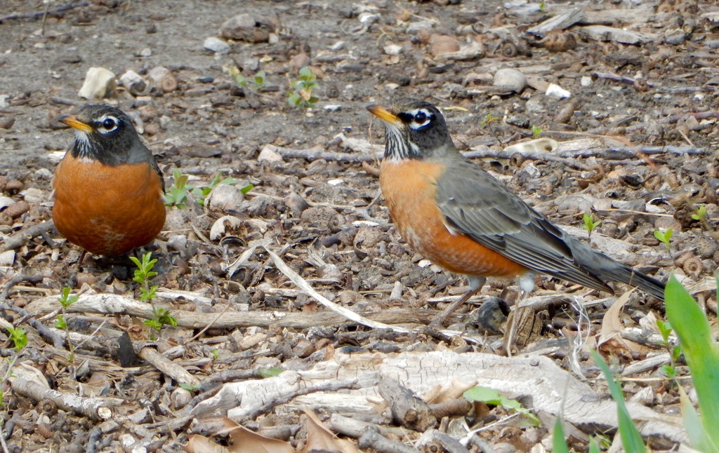 Two robins (creative title, isn't it?) by mcsiegle
