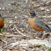 Two robins (creative title, isn't it?) by mcsiegle