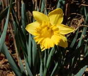 11th Mar 2017 - Daffodil - my yard