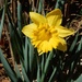 Daffodil - my yard by mcsiegle