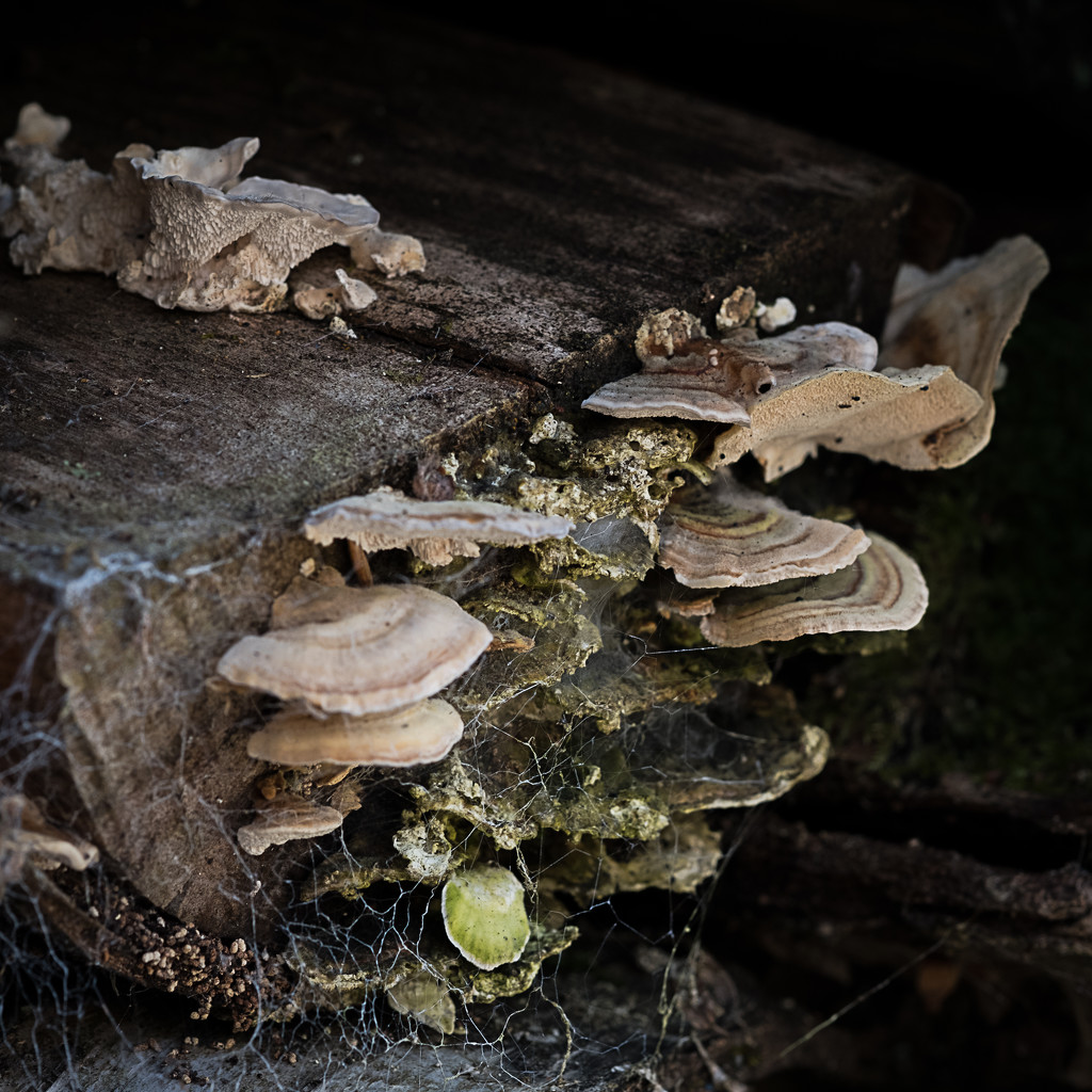 PLAY March - Fuji 60mm f/2.4: Mushrooms... by vignouse