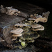 PLAY March - Fuji 60mm f/2.4: Mushrooms... by vignouse