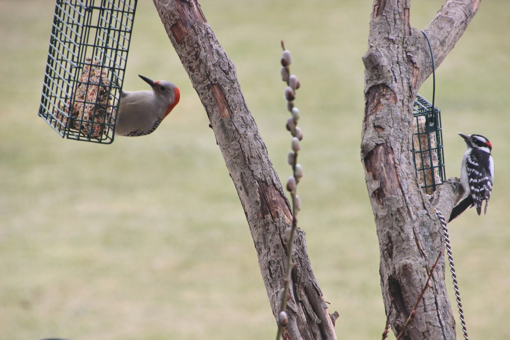 Woodpeckers, Red-Bellied and Downy by bjchipman