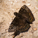 Zarucco Duskywing Butterfly! by rickster549