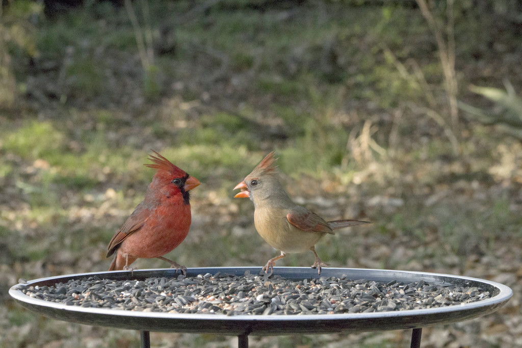Mr. and Mrs. Cardinal by gaylewood