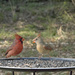 Mr. and Mrs. Cardinal by gaylewood