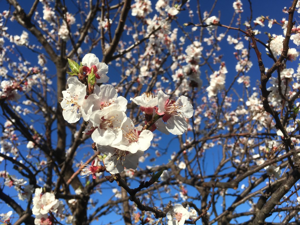 Apricot tree in bloom by handmade