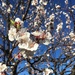 Apricot tree in bloom by handmade