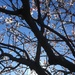 Apricot tree bloom in silhouette  by handmade