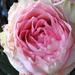 Two things I love: Pink and Roses! by homeschoolmom