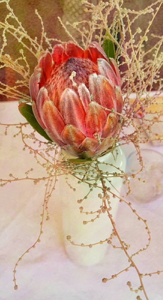 Our beautiful protea in pastel by ludwigsdiana
