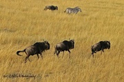 12th Mar 2017 - Masai Mara Wildebeest