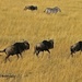 Masai Mara Wildebeest by kathyo
