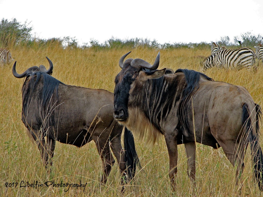 Wildebeest by kathyo