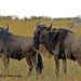 Wildebeest by kathyo