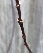 10th Mar 2017 - Buds on Acer tree...