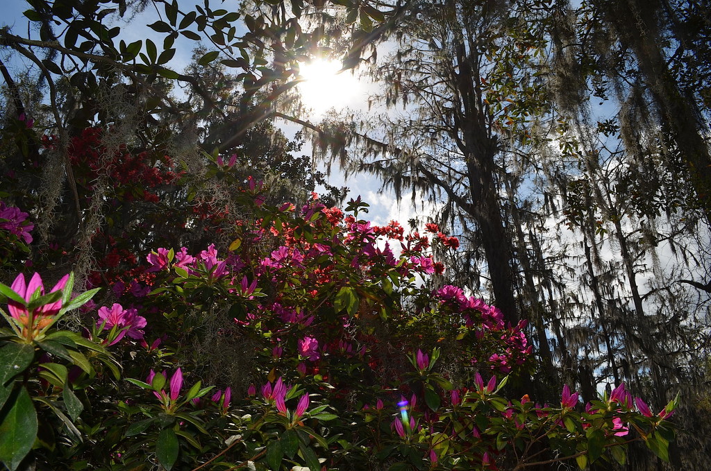 Azaleas at Magnolia Gardens, Charleston, SC by congaree