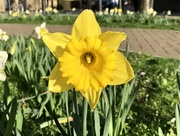 7th Mar 2017 - Spring has sprung