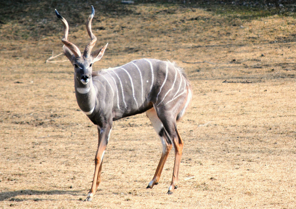 Brother Kudu Spare a Dime by alophoto