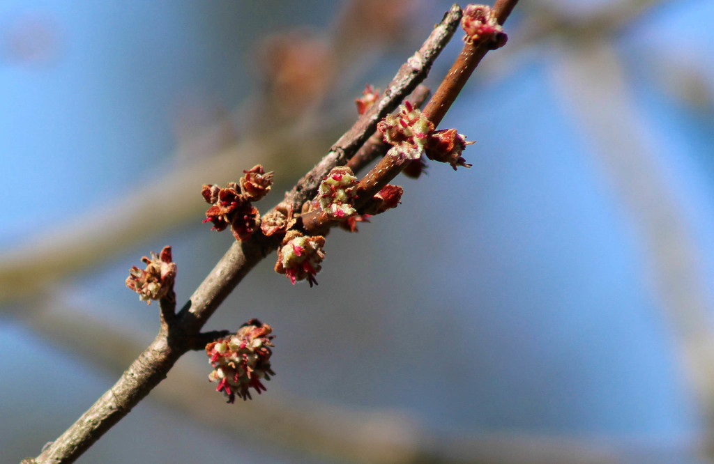 Tree buds soon to be leaves by mittens