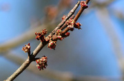 13th Mar 2017 - Tree buds soon to be leaves