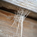 Frosty Web by genealogygenie