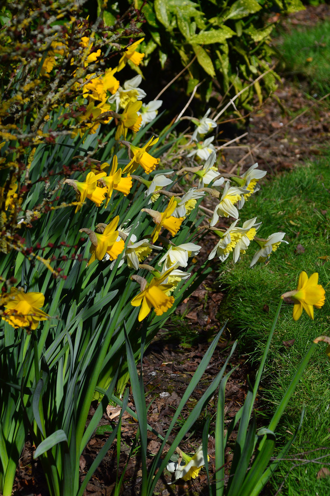 A host of golden daffodils by jon_lip