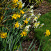 A host of golden daffodils by jon_lip