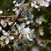 Spring blossom in the garden by jon_lip