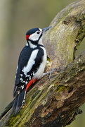 13th Mar 2017 - ANOTHER GREAT SPOTTED WOODPECKER