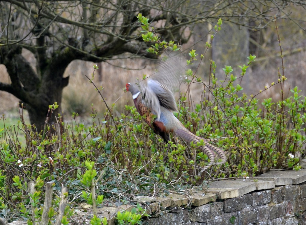 Flying Pheasant by arkensiel