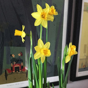 12th Mar 2017 - Mini Daffodils