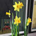 Mini Daffodils by yogiw
