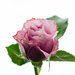 Pink rose  by elisasaeter