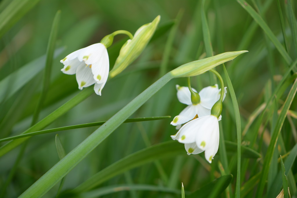 Trio of snowdrops by ziggy77