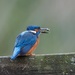 Flying Fish for a Male Kingfisher by padlock