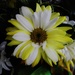 Flowers From Martha by bjchipman