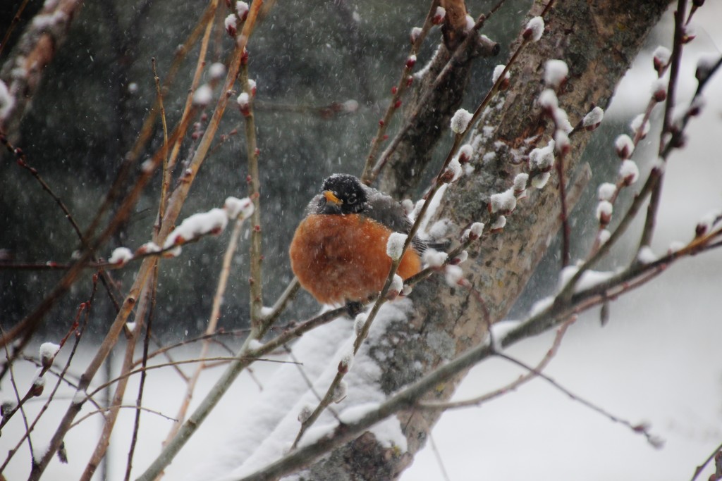 Snow on the Robin by bjchipman